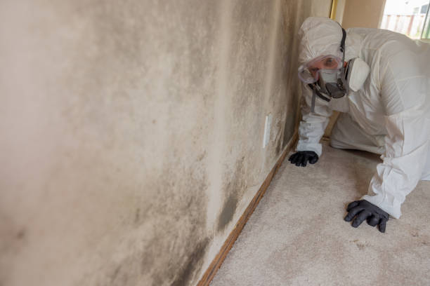 Why You Should Choose Our Mold Remediation Services in New Pekin, IN